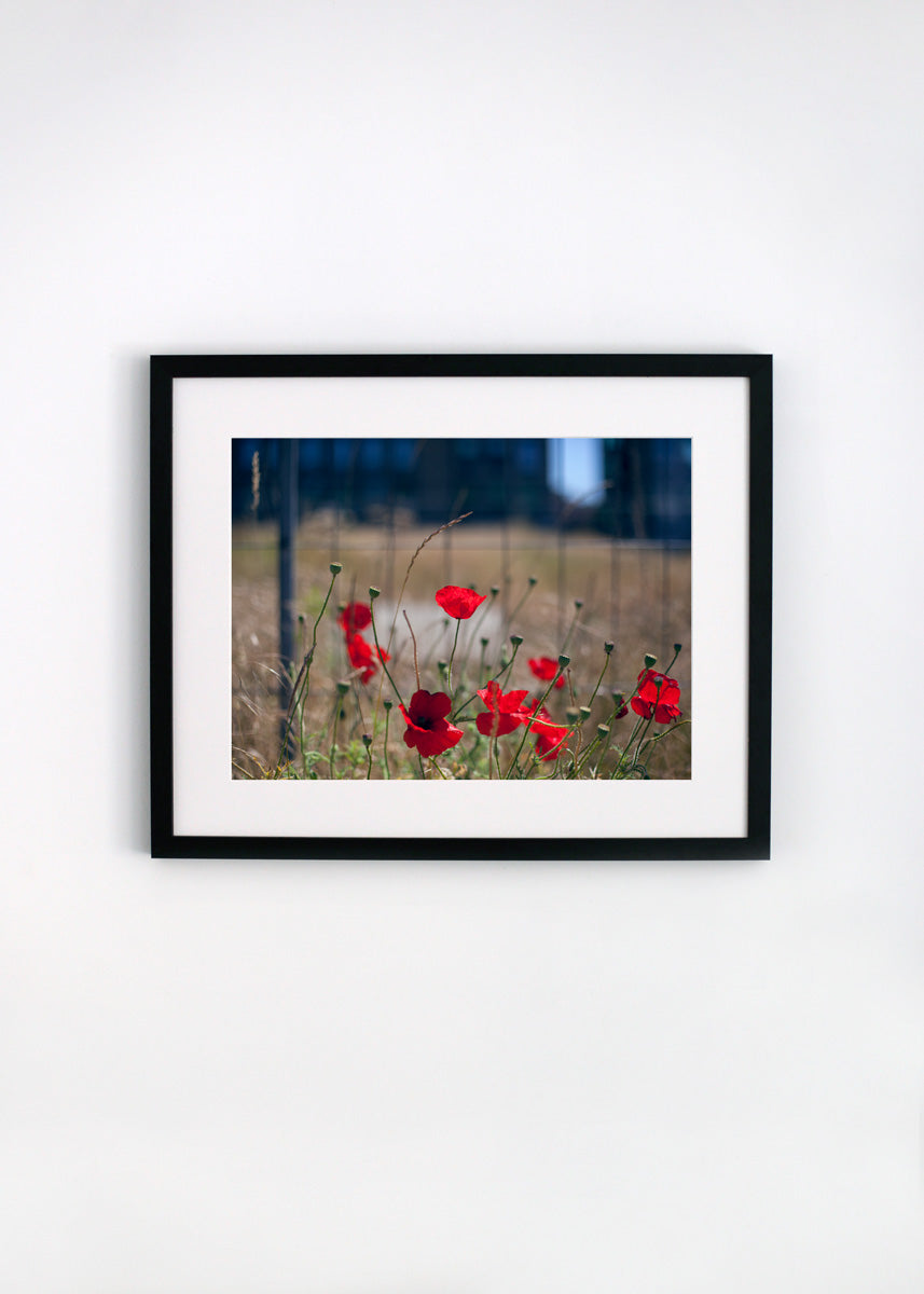 Poppy - Framed